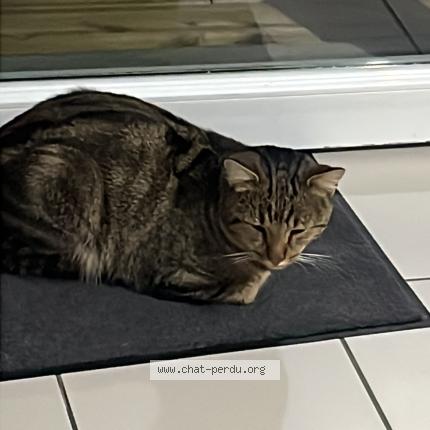 Photo 1/1 Vador Chat perdu à Wannehain