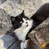 Photo de chat perdu à Mauroux