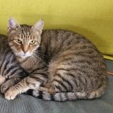 Photo de chat perdu à Charnay Les Macon