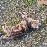 Photo de chat trouvé à Saumur