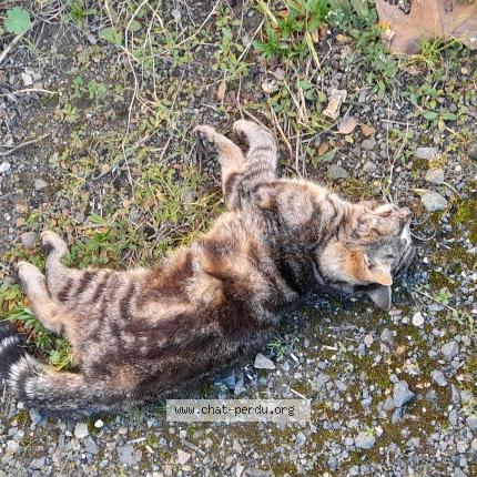 Photo 1/1 Chat trouvé Trouvé à Saumur