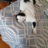 Photo de chat perdu à Coronado