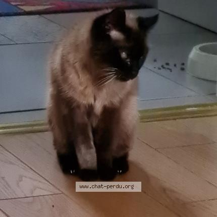 Photo de chat perdu à Vertou