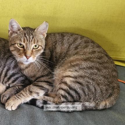 Photo 1/1 BLONDIN Chat perdu à Charnay les macon