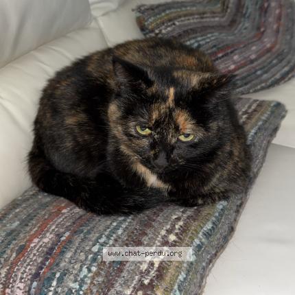 Photo 1/1 Paloma dit « Mimi » Chat perdu à Livron sur drome