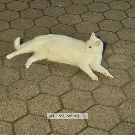 Photo 1/1 Chat trouvé Trouvé à Wittingen