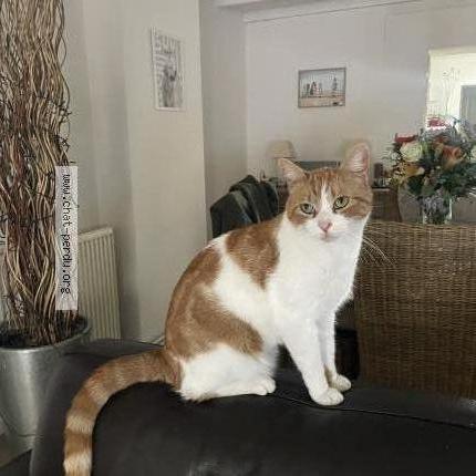 Photo 1/1 Marius Chat perdu à Givenchy en gohelle