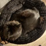 Photo de chat perdu à Vieille Toulouse