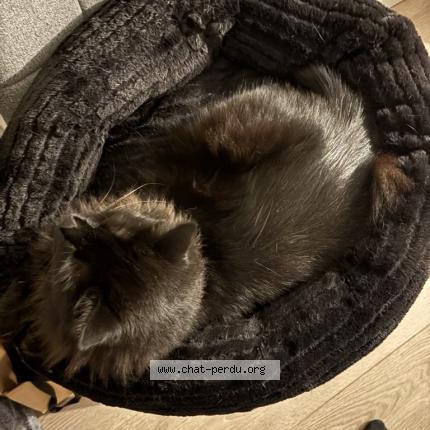 Photo 1/1 Blackie Chat perdu à Vieille toulouse