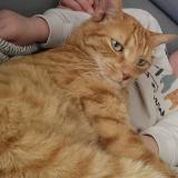 Photo de chat perdu à Cuzieu