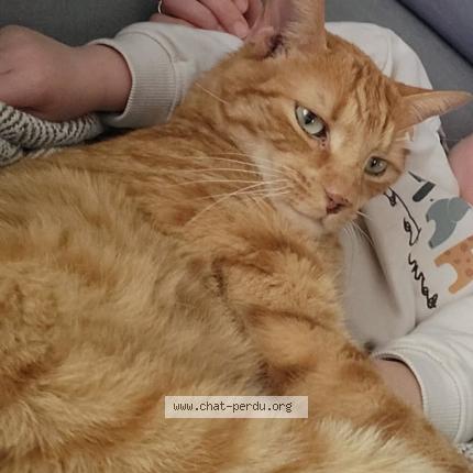 Photo 1/1 Simba Chat perdu à Cuzieu