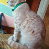 Photo de chat perdu à Quilmes