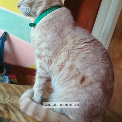 Photo 1/1 Café con leche Chat perdu à Quilmes