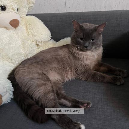 Photo 1/1 Chat trouvé Trouvé à Waremme