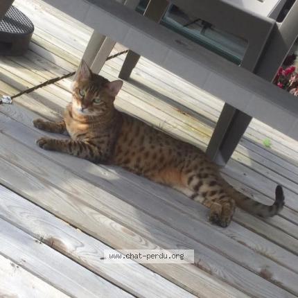 Photo de chat perdu à Avroult