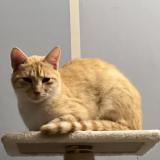 Photo de chat perdu à Maurepas