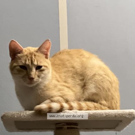 Photo 1/1 Caramel Chat perdu à Maurepas