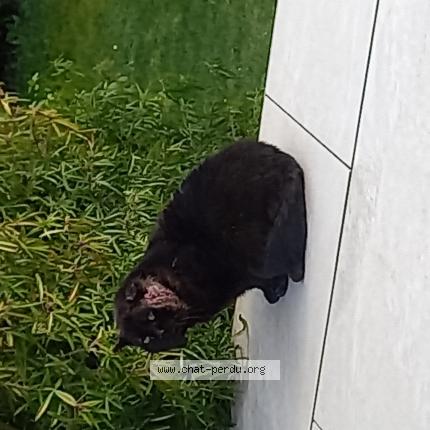 Photo 1/1 Chat trouvé Trouvé à St julien