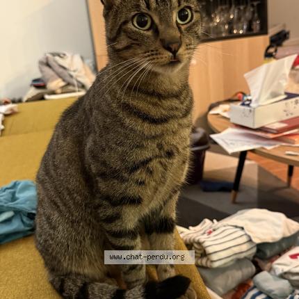 Photo de chat perdu à Maisons Alfort