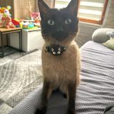 Photo de chat perdu à Argenteuil