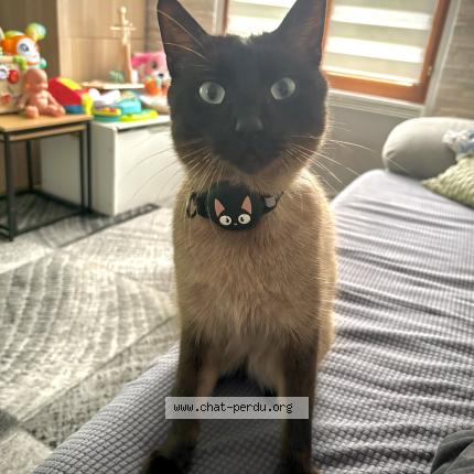 Photo 1/1 Milo Chat perdu à Argenteuil