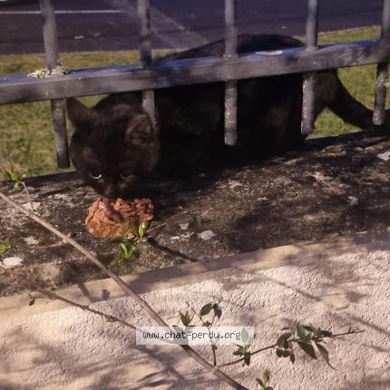 Photo 1/1 Chat trouvé Trouvé à Orleans