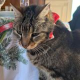 Photo de chat perdu à Epone