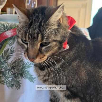 Photo 1/1 Émile Chat perdu à Epone