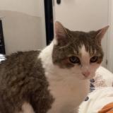 Photo de chat perdu à Cambo Les Bains