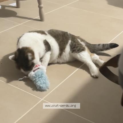 Photo 2/2 Smoothie Chat perdu à Cambo les bains