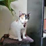 Photo de chat perdu à Buenos Aires