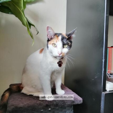 Photo 1/1 Sarahi Chat perdu à Buenos aires