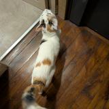 Photo de chat trouvé à Paris