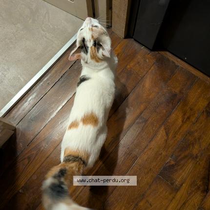 Photo 1/1 Chat trouvé Trouvé à Paris