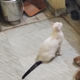 Photo de chat perdu à Chennai