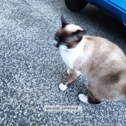 Photo de chat trouvé à Chassieu