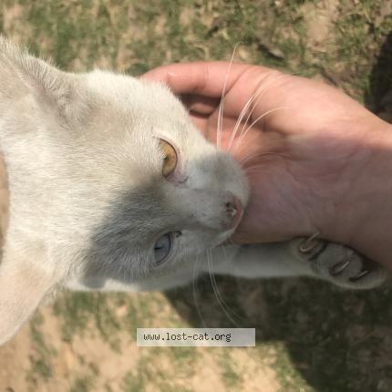 Photo 1/1 Chat trouvé Trouvé à Islamabad