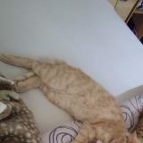 Photo de chat perdu à Devesset