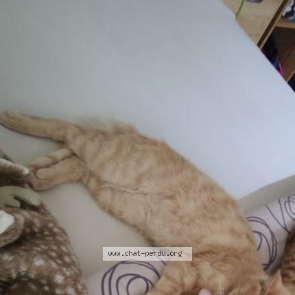 Photo 1/1 Univers Chat perdu à Devesset