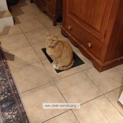 Photo 1/1 Stache Chat perdu à Dijon