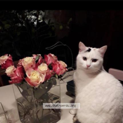 Photo 1/1 Lucette Chat perdu à Sourzac
