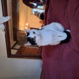 Photo de chat perdu à Fouesnant