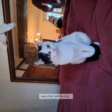 Photo 1/1 Poupette Chat perdu à Fouesnant