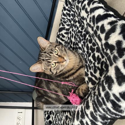 Photo de chat perdu à Saint Ave