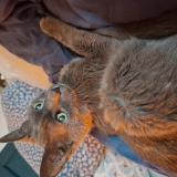 Photo de chat perdu à Asnieres