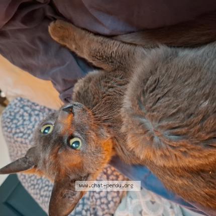 Photo 1/1 Nuage Chat perdu à Asnieres