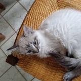 Photo de chat perdu à La Chapelle St Sauveur