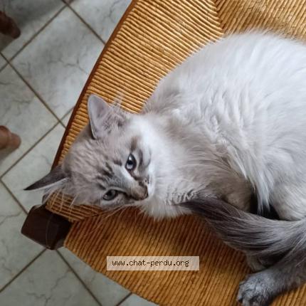 Photo 1/1 Stickels Chat perdu à La chapelle st sauveur