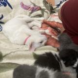 Photo de chat perdu à San Antonio