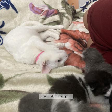 Photo 1/1 Molly Chat perdu à San antonio